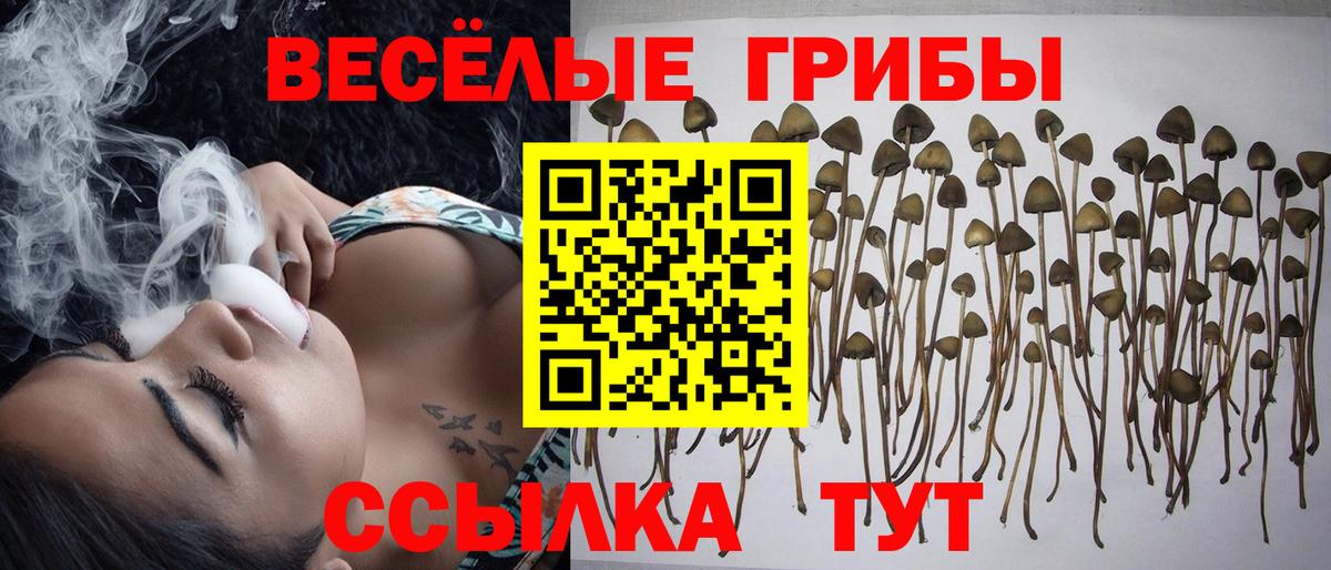 Галлюциногенные грибы Psilocybine cubensis  Вход с VPN  Ростов-на-Дону  Псилоцибиновые грибы MAGIC MUSHROOMS 